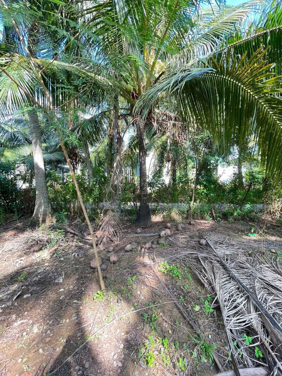 ĐẦU TƯ SINH LỜI - Chính Chủ Cần Bán Đất Vườn Tại 172 Ô4 Khu 1, Thị trấn Chợ Gạo, Tiền Giang